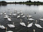 SX02801 Swans at Swan lake - Mute Swans [Cygnus Olor].jpg